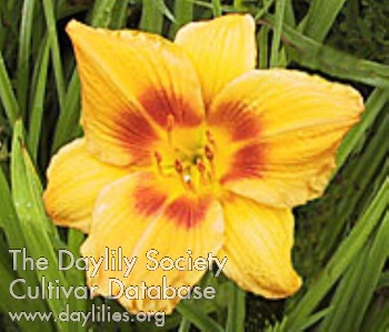 Daylily Early Ginger